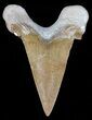 Auriculatus Shark Tooth - Dakhla, Morocco (Restored) #58421-2